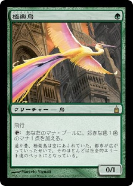 画像1: 【JPN】《極楽鳥/Birds of Paradise》[RAV] (1)