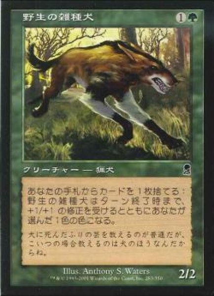 画像1: 【JPN】《野生の雑種犬/Wild Mongrel》[ODY] (1)